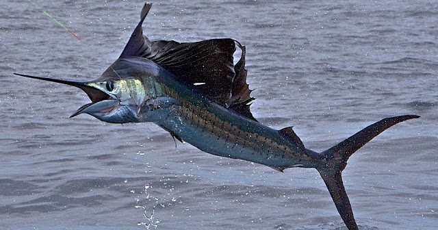 Mengenal Ikan Sailfish