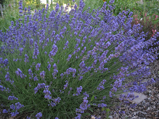 Clusters of small purple flowers.