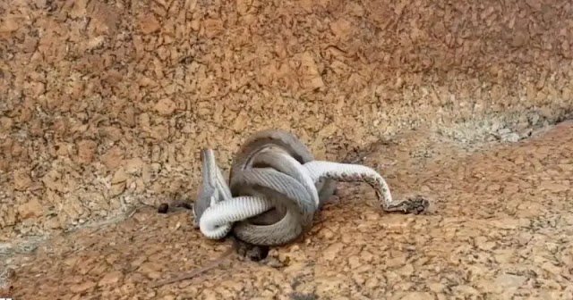 VÍDEO: Com seu ‘siso fatal’, cobra corredeira faz sanduíche de cascavel