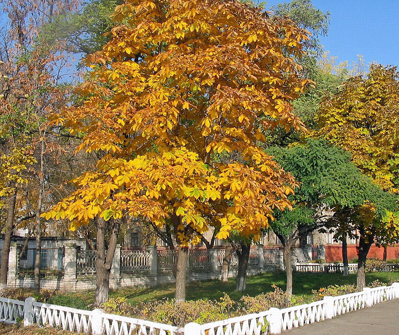Edelkastanie im Herbst - schöne Herbstbilder Kastanienbaum title=