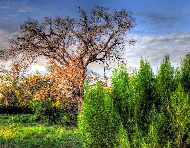 Last days sun on tree and bush - north Austin Texas