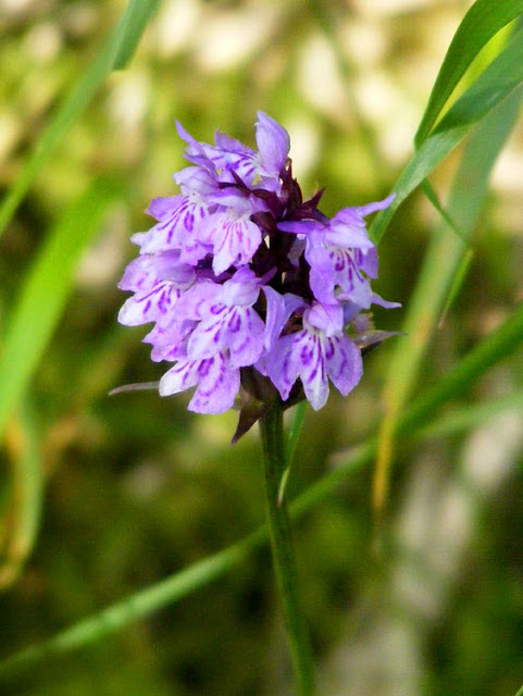 Common Spotted Orchid Dactylorhiza fuchsii, France. Photo by Loire Valley Time Travel.