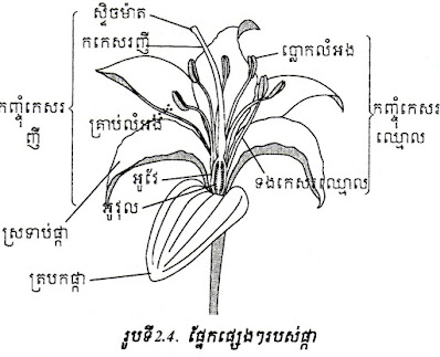 ផ្នែកផ្សេងៗរបស់ផ្កា, សរីរាង្គបន្តពូជរបស់រុក្ខជាតិ, ផ្កា, ត្របកផ្កា, ស្រទាប់ផ្កា, កញ្ចុំកេសរឈ្មោល, ទងកេសរឈ្មោល, ប្លោកលំអង, កញ្ចុំកេសរញី, ស្ទិចម៉ាត,  កកេសរញី,  អូវែ,  ផ្ការបស់អង់ស្យូស្ពែម,