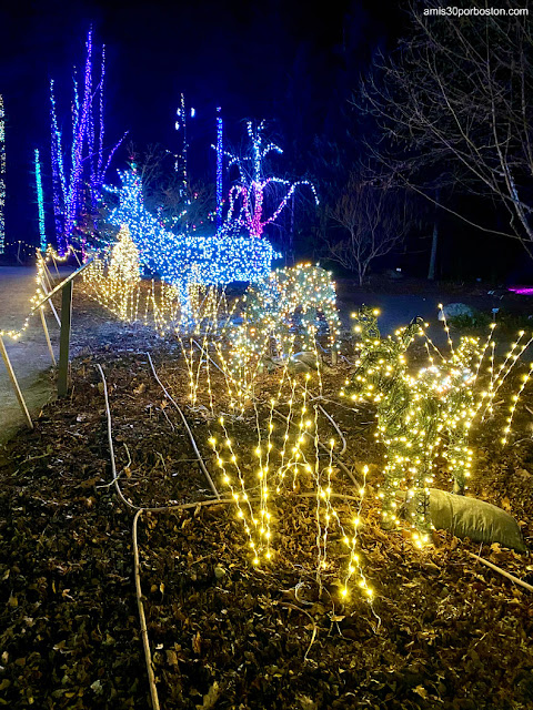 Iluminaciones del Gardens Aglow en el Jardín Botánico de Maine