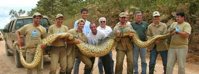 Only one anaconda is handled by 9 men, anaconda snake