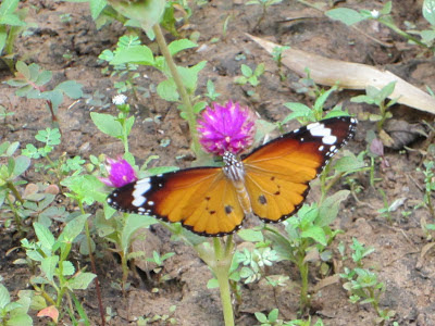 Ovalekarwadi Butterfly Garden