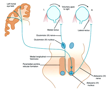 Abducent nerve