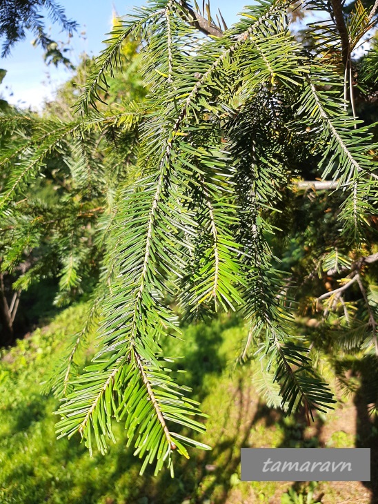 Пихта белокорая / Пихта почкочешуйная (Abies nephrolepis)