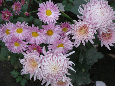 India Garden: A Bouquet of Chrysanthemums