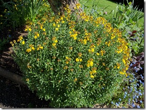 Erysimum cheirii 'Harper Crewe'