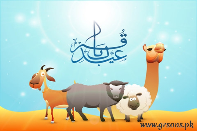 QURBANI KY JANWAR