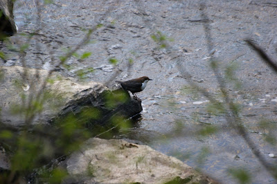 Readbûk Dipper - Roodbuikwaterspreeuw - Cinclus cinclus aquaticus