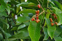 Bhesa paniculata