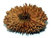 20 Faced Rudraksha Bead