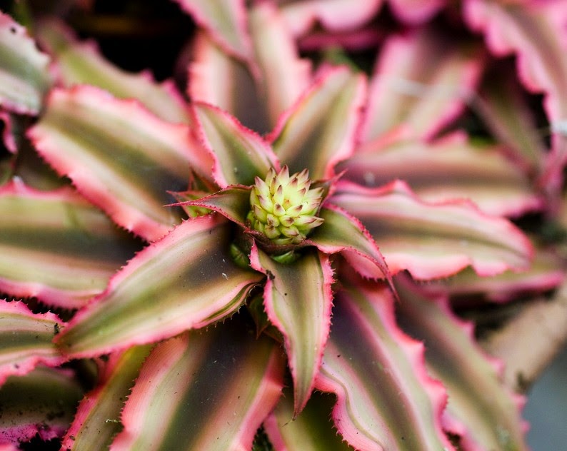 Indonesia Tourism Macam  macam  Tanaman  Hias  Bromelia