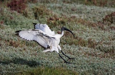 Ibis landing in the Milnerton Lagoon, Woodbridge Island