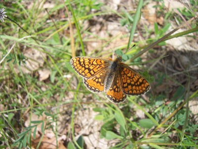 Papillon - Damier de la Succise