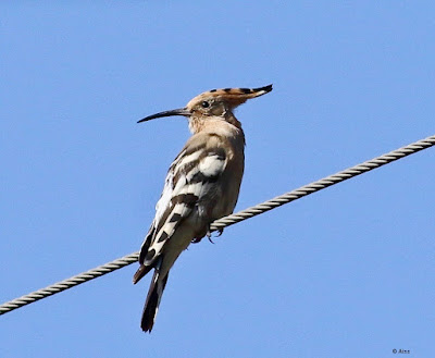 "Eurasian Hoopoe - Upupa epops, perched onable overlookin its shoulder."