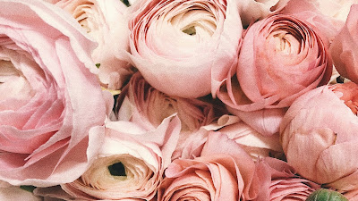 Close up of pink rose flower heads with small and large blooms