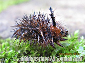 bekas kulit ulat Hypolimnas bolina