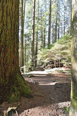 Trans Canada Trail forest Vancouver.