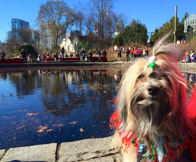 Atlanta Botanical Garden Reindog Parade Rocco Havanese