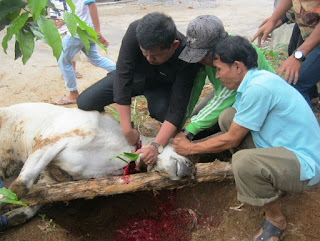 cara penyembelihan hewan qurban