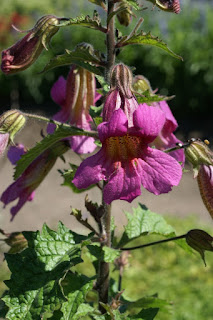 Rehmannie de Piasezki - Rehmannia piasezkii - Digitale chinoise - Rehmannia angulata