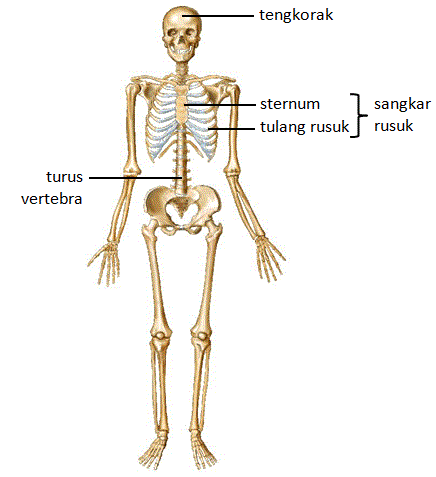 Biologi 4 5 Sistem  Rangka Manusia 