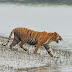 Sundarbans- The Nature’s Gusto those Epitomes the Serenity with Spectacle