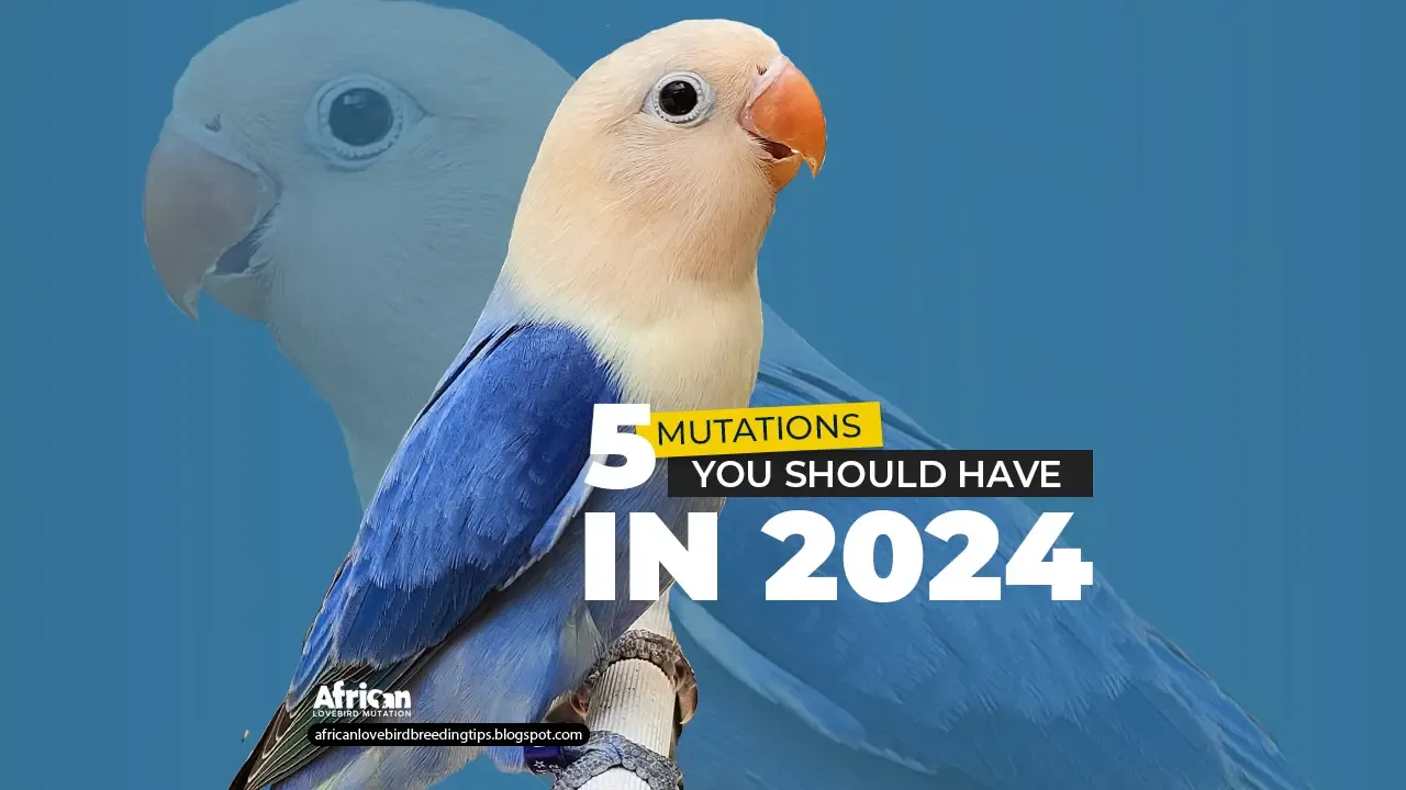 5 lovebirds color mutations you should have in 2024