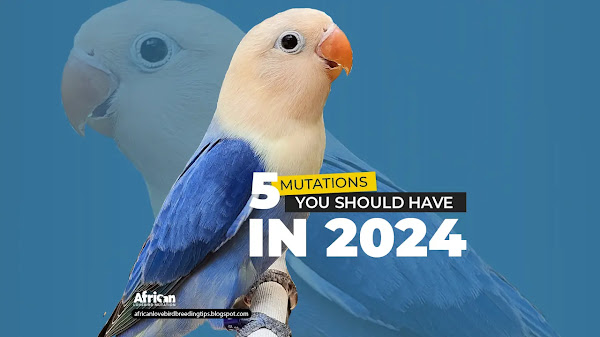 5 lovebirds color mutations you should have in 2024