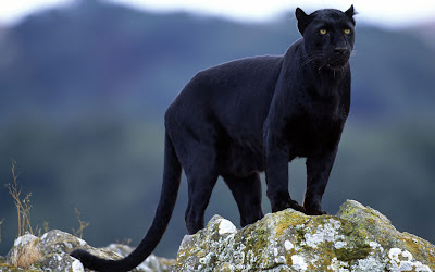 Animals Black Panther Background Wallpaper