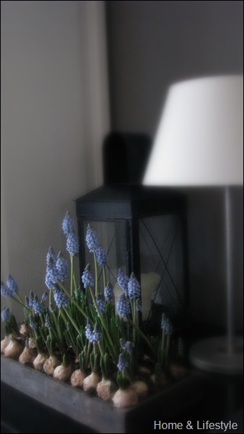 Home & Lifestyle