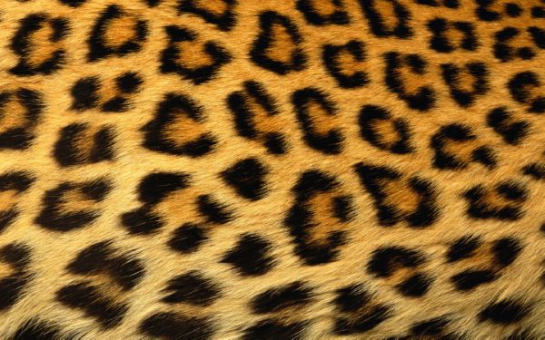 cheetah wallpaper. pattern ackgrounds for