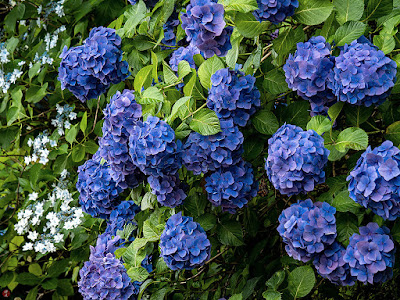 Ajisai (Hydrangea macrophylla) flowers: Chojyu-ji