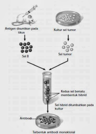 Pemanfaatan Bioteknologi Modern di Berbagai Bidang 