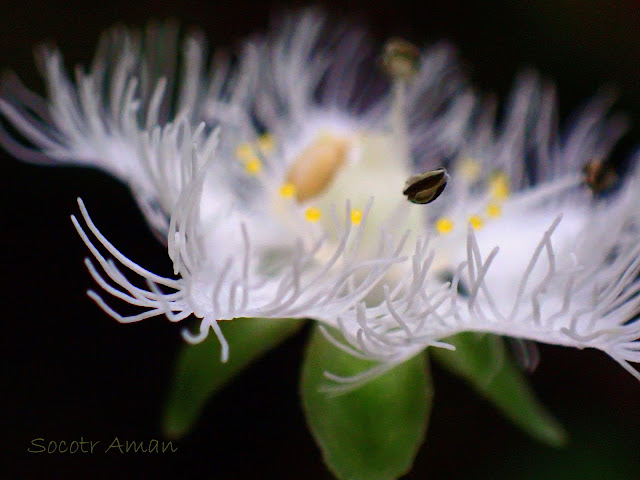 Parnassia foliosa