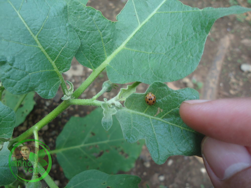 Kumbang kepik pemakan daun  tanaman terong 