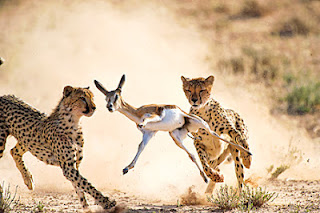 cheetah hunting