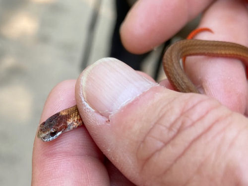 northern redbelly snake