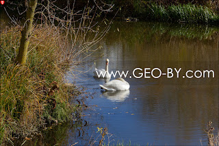 Loszyca river. Swan flock