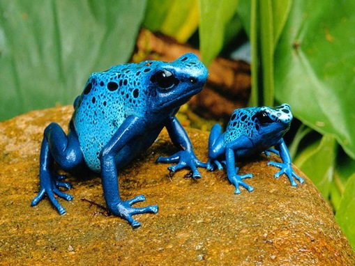  top_most_deadly_animals_www.wonders-world_10