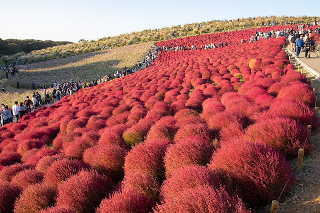 Hitachi Seaside Park