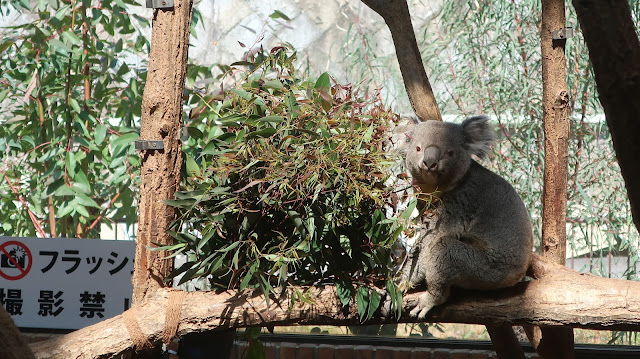 神戸市立王子動物園 コアラ めっちゃ動く