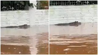 Vídeo mostra jacaré nadando em bairro alagado de Porto Alegre; veja