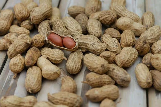 This fruit makes up for the lack of nitrogen and protein in the human body. It is a food that the rich and the poor use equally because it is cheaper than other fruits. Well, roasted peanuts do not produce mucus If gar is eaten with it, this complaint does not arise, that is, there is no cough.