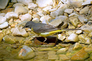 lavandera-cascadeña-motacilla-cinerea-