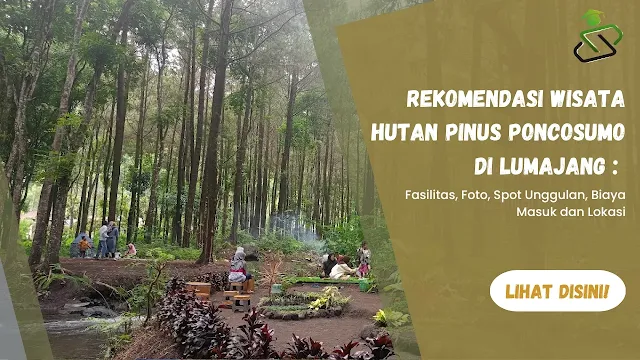 Rekomendasi Wisata Hutan Pinus Poncosumo di Lumajang : Fasilitas, Foto, Spot Unggulan, Biaya Masuk dan Lokasi www.simplenews.me