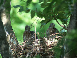 gambar burung kecil, foto burung, wallpaper burung